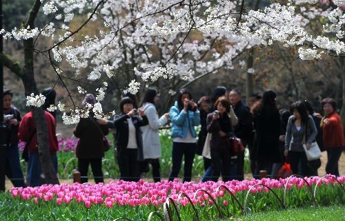 Hoa tulip nở rộ ở Trung Quốc