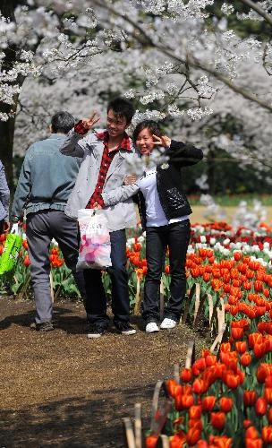 Hoa tulip nở rộ ở Trung Quốc