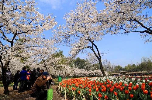 Hoa tulip nở rộ ở Trung Quốc