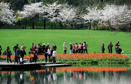 Hoa tulip nở rộ ở Trung Quốc