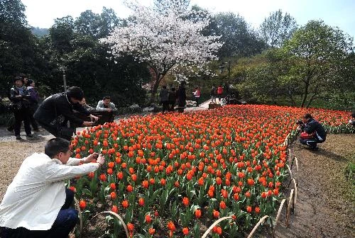 Hoa tulip nở rộ ở Trung Quốc