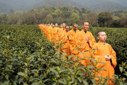 Trung Quốc: Chư tăng Thiền tự Pháp Tịnh - Hàng Châu, thu hoạch "Thiền Trà" theo nghi lễ Phật giáo ảnh 12 tradao 11.jpg