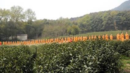 Trung Quốc: Chư tăng Thiền tự Pháp Tịnh - Hàng Châu, thu hoạch "Thiền Trà" theo nghi lễ Phật giáo ảnh 10 tradao 13.jpg