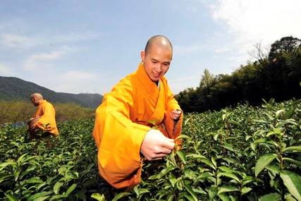 Trung Quốc: Chư tăng Thiền tự Pháp Tịnh - Hàng Châu, thu hoạch "Thiền Trà" theo nghi lễ Phật giáo ảnh 17 tradao 17.jpg