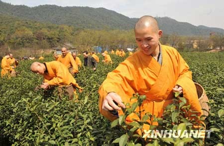 Trung Quốc: Chư tăng Thiền tự Pháp Tịnh - Hàng Châu, thu hoạch "Thiền Trà" theo nghi lễ Phật giáo ảnh 19 tradao 19.jpg