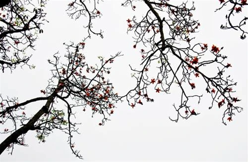 Hoa gạo chùa Trầm ảnh 2