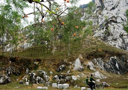 Hoa gạo chùa Trầm ảnh 5 Hoa gạo chùa Trầm ảnh 5