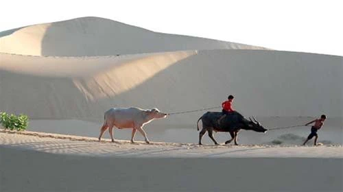 Tinh mơ trên đồi cát Nam Cương - Ảnh: H.T.D.