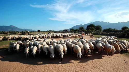 Đàn cừu về nhà trong buổi chiều hôm - Ảnh: H.T.D.