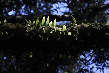 Những lý do để chinh phục Yên Tử từ phía Tây ảnh 4