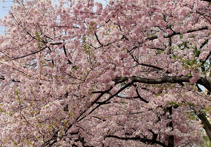 Hoa anh đào khoe sắc ở Washington D.C ảnh 1