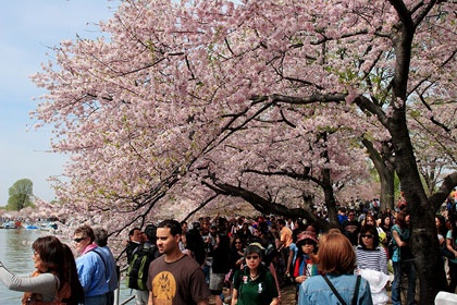 Hoa anh đào khoe sắc ở Washington D.C ảnh 2