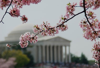 Hoa anh đào khoe sắc ở Washington D.C ảnh 3