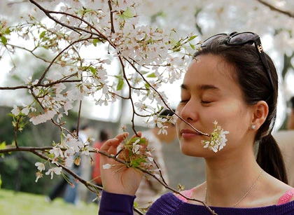 Hoa anh đào khoe sắc ở Washington D.C ảnh 4