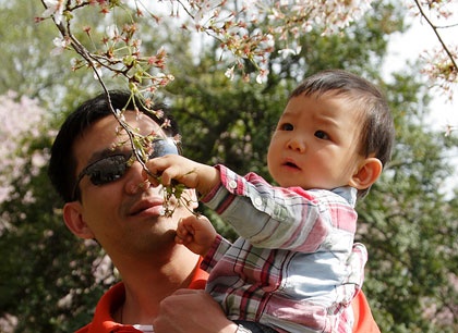 Hoa anh đào khoe sắc ở Washington D.C ảnh 5