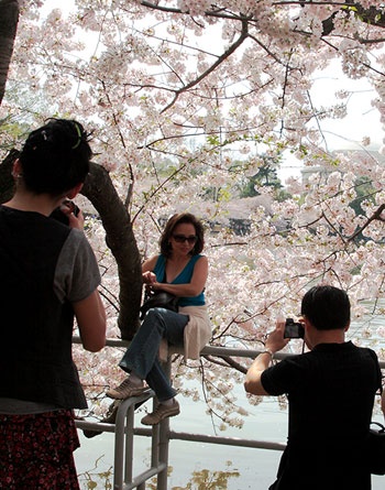 Hoa anh đào khoe sắc ở Washington D.C ảnh 6