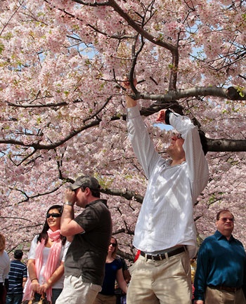 Hoa anh đào khoe sắc ở Washington D.C ảnh 7