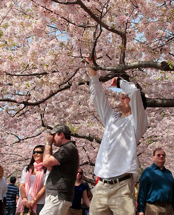 Hoa anh đào khoe sắc ở Washington D.C ảnh 7