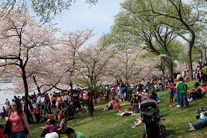 Hoa anh đào khoe sắc ở Washington D.C ảnh 8