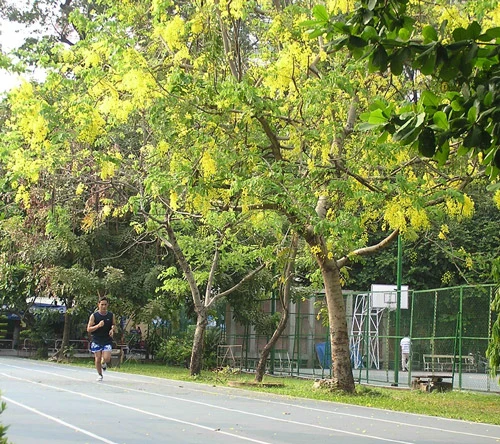 Sài Gòn có "sắc vàng mê hoặc" ảnh 10 Sài Gòn có "sắc vàng mê hoặc" ảnh 10