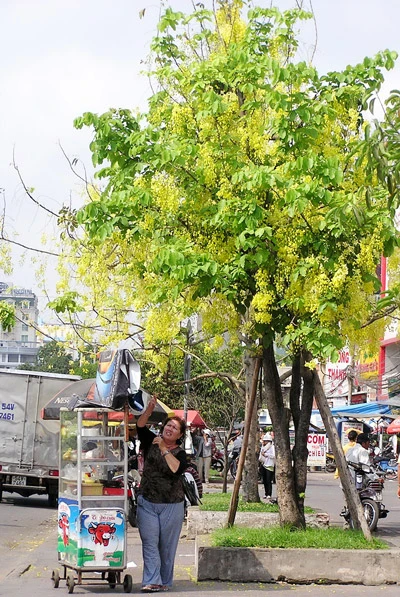 Sài Gòn có "sắc vàng mê hoặc" ảnh 1 Sài Gòn có "sắc vàng mê hoặc" ảnh 1
