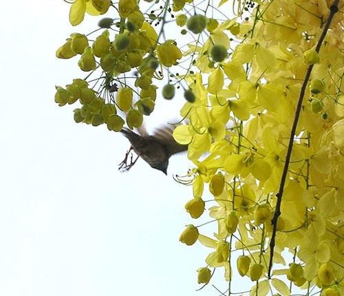 Sài Gòn có "sắc vàng mê hoặc" ảnh 3 Sài Gòn có "sắc vàng mê hoặc" ảnh 3