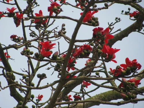 Chùa Chuông - Phố Hiến đệ nhất danh lam ảnh 14