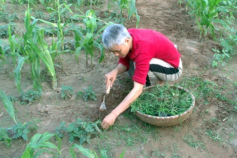 Bà Phạm Thị Ngọc Trâm trực tiếp làm vườn.