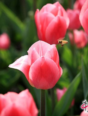 Tulip đua sắc ở Bắc Kinh ảnh 5 Tulip đua sắc ở Bắc Kinh ảnh 5