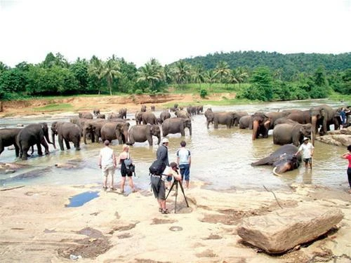Bãi tắm của những chú voi mồ côi
