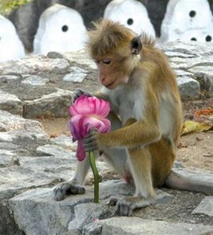 Vẻ ngộ nghĩnh của một chú khỉ