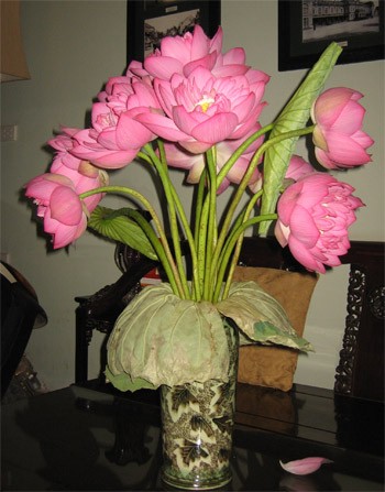 Sắc sen Hồ Tây ảnh 4