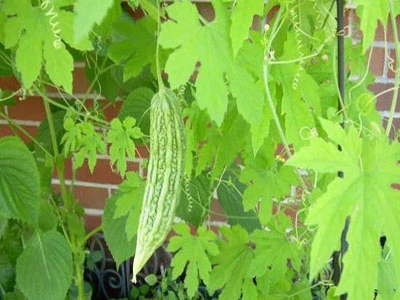 Cao chiết khổ qua (mướp đắng) – đậu bắp có khả năng hạ đường huyết.