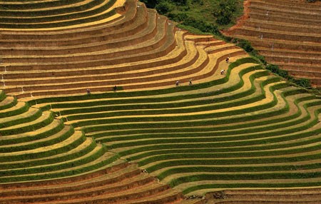 Ngắm Sapa trong vụ cấy mới ảnh 5 Ngắm Sapa trong vụ cấy mới ảnh 5