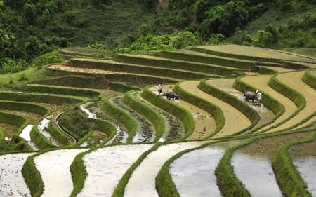 Ngắm Sapa trong vụ cấy mới ảnh 7 Ngắm Sapa trong vụ cấy mới ảnh 7