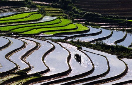 Ngắm Sapa trong vụ cấy mới ảnh 8 Ngắm Sapa trong vụ cấy mới ảnh 8