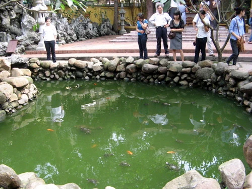 Thả cá phóng sinh nhân ngày Phật đản