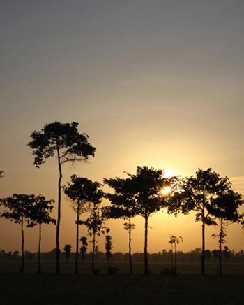 'Mùa xanh' trên Đồng Tháp Mười ảnh 10 'Mùa xanh' trên Đồng Tháp Mười ảnh 10