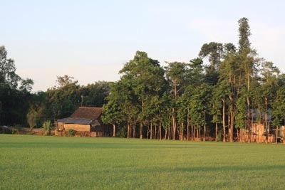 'Mùa xanh' trên Đồng Tháp Mười ảnh 11 'Mùa xanh' trên Đồng Tháp Mười ảnh 11