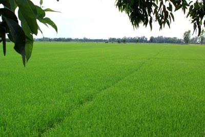 "Mùa xanh" trên Đồng Tháp Mười