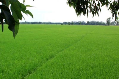 "Mùa xanh" trên Đồng Tháp Mười ảnh 1