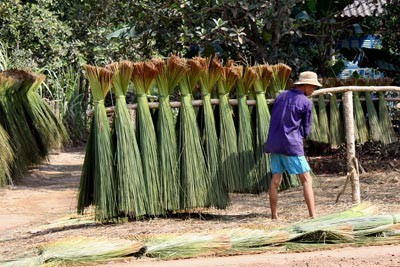 'Mùa xanh' trên Đồng Tháp Mười ảnh 2 'Mùa xanh' trên Đồng Tháp Mười ảnh 2