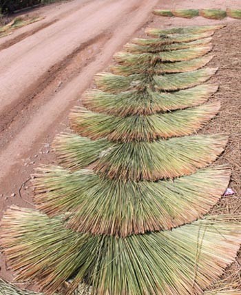 'Mùa xanh' trên Đồng Tháp Mười ảnh 3 'Mùa xanh' trên Đồng Tháp Mười ảnh 3