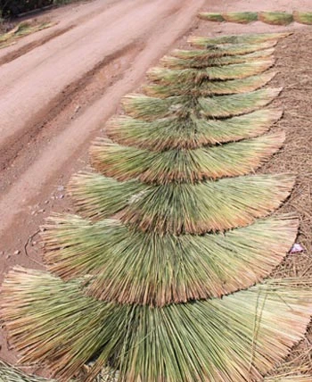 "Mùa xanh" trên Đồng Tháp Mười ảnh 3