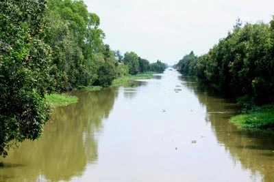 "Mùa xanh" trên Đồng Tháp Mười ảnh 4