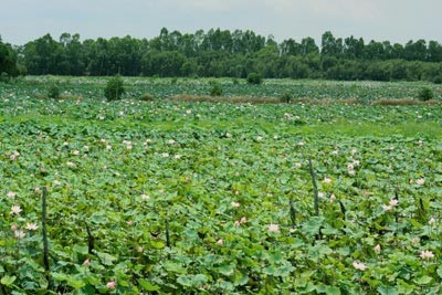 'Mùa xanh' trên Đồng Tháp Mười ảnh 6 'Mùa xanh' trên Đồng Tháp Mười ảnh 6