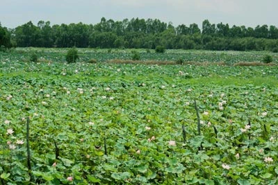 "Mùa xanh" trên Đồng Tháp Mười ảnh 6