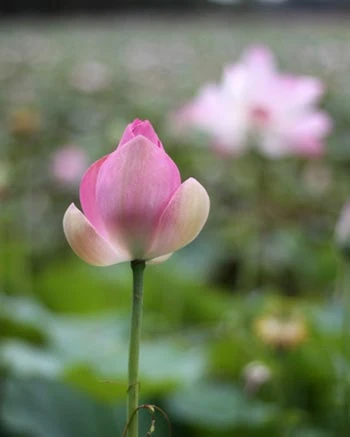 "Mùa xanh" trên Đồng Tháp Mười ảnh 7