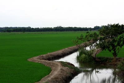 "Mùa xanh" trên Đồng Tháp Mười ảnh 9
