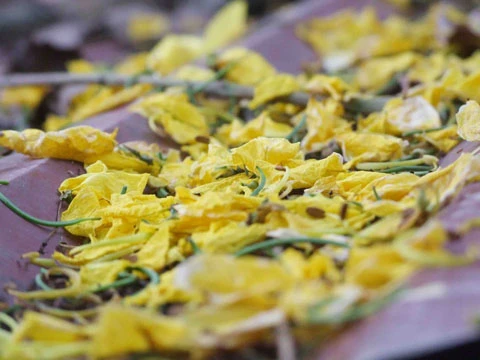 Từng chùm hoàng yến vàng rực rủ xuống bên hiên chùa. ... góp phần tạo nên vẻ đẹp cho không gian cổ kính chốn tĩnh tâm. Màu vàng của hoa, màu đỏ của ngói và gỗ... ... sự phối màu hết sức ngẫu nhiên khiến người ta không khỏi ngỡ ngàng. Hoa hoàng yến vốn mọc dại trên những cánh rừng Tây Ninh. Về đến Hà thành, loài hoa dại bỗng trở nên độc đáo. Và ngay cả khi rơi rụng và khô héo hoàng yến vẫn dữ được sắc vàng.